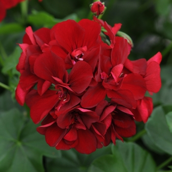 Pelargonium peltatum Royal™ 'Dark Red'