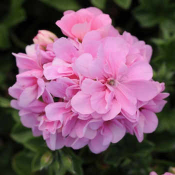 Pelargonium peltatum 'Light Pink' 