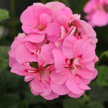 Pelargonium peltatum 'Pink' 