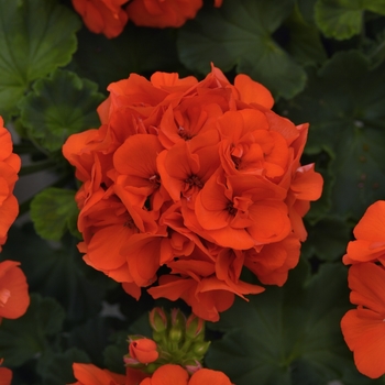 Pelargonium x hortorum 'Orange' 