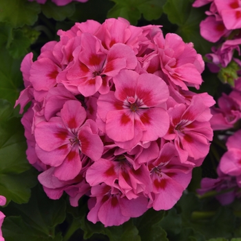 Pelargonium x hortorum 'Pink Flare' 