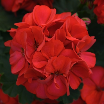 Pelargonium x hortorum