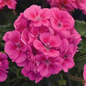 Pelargonium x hortorum 'Pink Flare' 