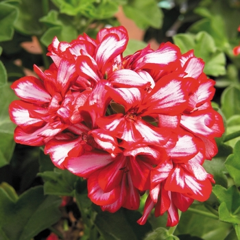 Pelargonium peltatum 'Candy Cane' 