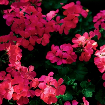 Pelargonium peltatum 'Pink' 