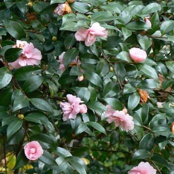 Camellia sasanqua 'Jean May' 