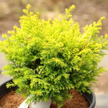 Chamaecyparis pisifera 'Harvard Gold' 