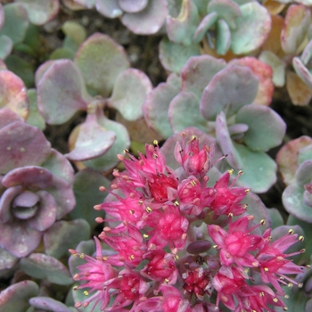 Sedum cauticola 