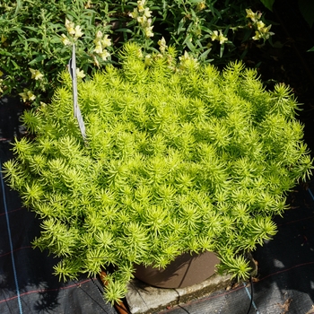 Sedum rupestre 'Prima Angelina'