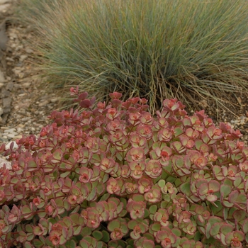 Sedum sieboldii