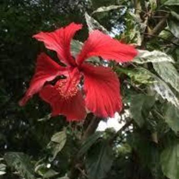 Hibiscus rosa-sinensis 'Snow Queen' 