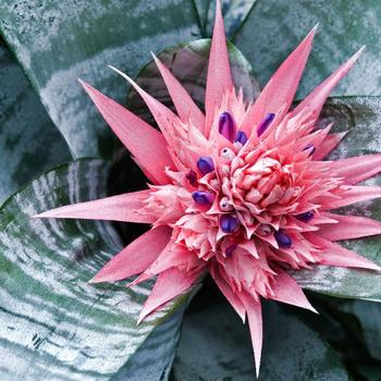 Aechmea 'Tropic Torch' 