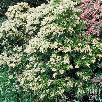 Pieris japonica 'Avalanche' 