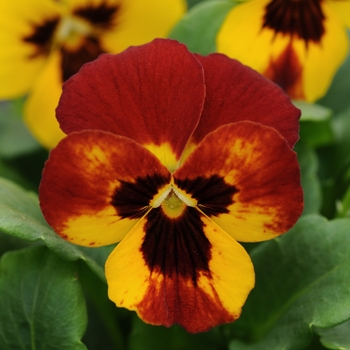 Viola cornuta 'Fire' 