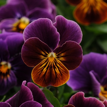 Viola cornuta 'Antique Shade' 