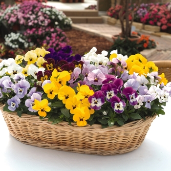 Viola cornuta 'Babyface Mix' 