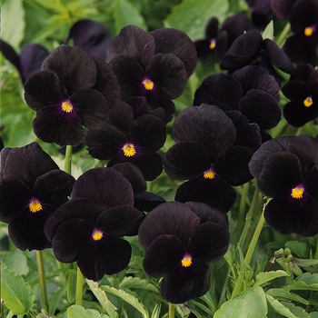 Viola cornuta 'Black Delight' 