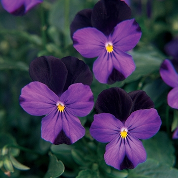 Viola cornuta 'Black Jump Up' 