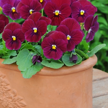 Viola cornuta 'Carmine Rose' 