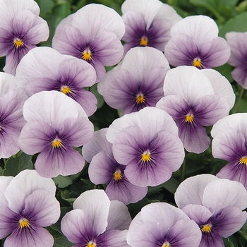 Viola cornuta 'Icy Blue' 