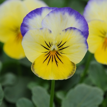 Viola cornuta 'Lemon Blueberry Swirl' 