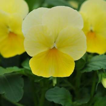 Viola cornuta 'Lemon Chiffon' 