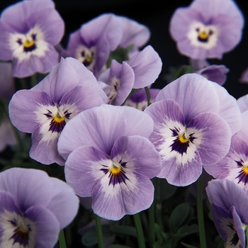 Viola cornuta 'Marina Babyface' 