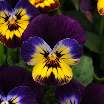 Viola cornuta 'Midnight Glow' 