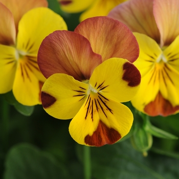 Viola cornuta 'Peach Melba' 