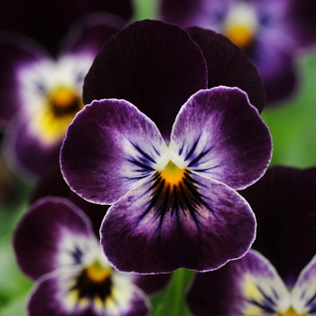 Viola cornuta 'Phantom' 
