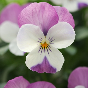 Viola cornuta 'Pink Wing' 