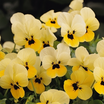 Viola cornuta 'Primrose Babyface' 
