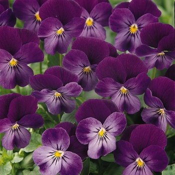 Viola cornuta Sorbet® 'Purple Jump Up'