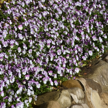 Viola cornuta 'Rose Wing' 