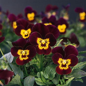 Viola cornuta 'Ruby Gold Babyface' 