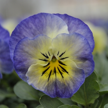 Viola cornuta 'Neptune' 