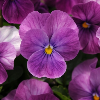 Viola cornuta 'Purple Ice' 
