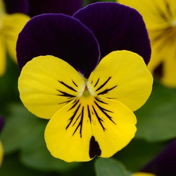 Viola cornuta 'Yellow Violet Jump Up' 