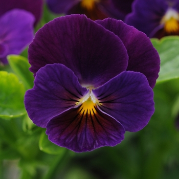 Viola cornuta 'Midnight' 