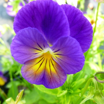 Viola cornuta Celestial™ 'Northern Lights'