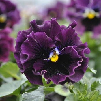 Viola cornuta 'Mini Purple Shades' 
