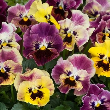 Viola cornuta Frizzle Sizzle 'Mini Tapestry'