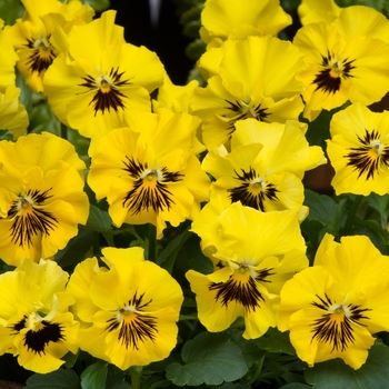 Viola cornuta Frizzle Sizzle 'Mini Yellow'