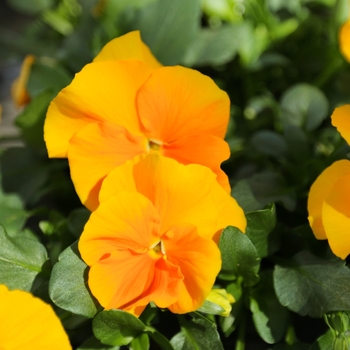 Viola cornuta Halo 'Golden Yellow'