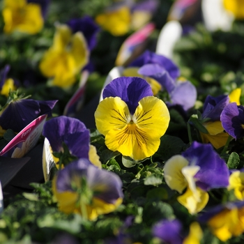 Viola x wittrockiana 'Morpheus' 