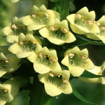 Digitalis lutea