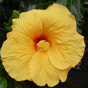 Hibiscus rosa-sinensis Tradewinds™ 'Tahiti Wind'