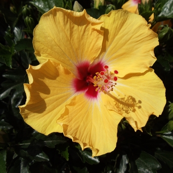 Hibiscus rosa-sinensis 'Curacao Wind' 