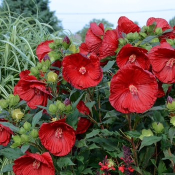 Hibiscus 'Cranberry Crush' PP21984