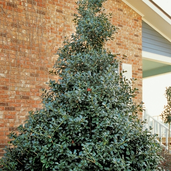 Ilex 'Robin™'